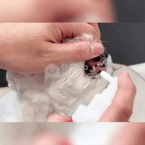 HAPPY PETS: Spray Bucal Para Mascotas